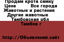 Продам крота самку › Цена ­ 200 - Все города Животные и растения » Другие животные   . Тамбовская обл.,Тамбов г.